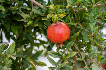 Red ripe Punica granatum pomegranatum fruits hanging on tree ready to harvest