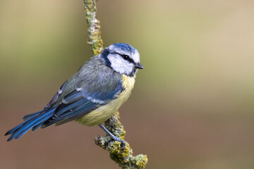 Mésange bleue (bluetit)