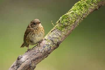 Accenteur mouchet, oiseau dans la nature