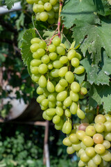 Plantation of white sweet seedless table grapes on Cyprus