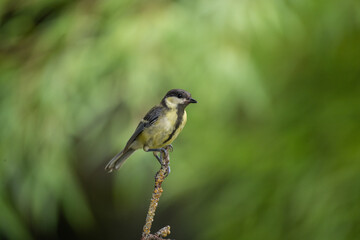 Mésange charbonnière - Parus major