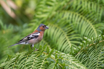Pinson des arbres 