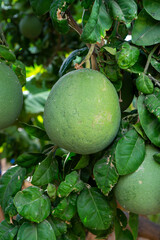 Big round pomelo citrus fruits hanging on trees on pomelo plantations