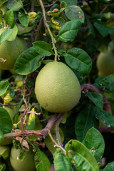 Big round pomelo citrus fruits hanging on trees on pomelo plantations