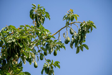 Green ripe avocados fruits hanging on avocado trees plantation