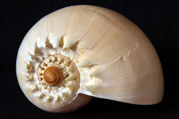 Close-Up of Large Seashell on Black Background