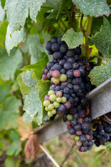 Pinot noir wine grapes ripening on grand cru vineyards of famous champagne houses in Montagne de Reims near Verzenay, Champagne, France