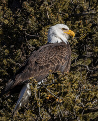 Bald Eagle in Eleven Mile Canyon