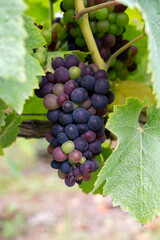 Pinot noir wine grapes ripening on grand cru vineyards of famous champagne houses in Montagne de Reims near Verzenay, Champagne, France