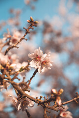 Almond Orchard Full Bloom