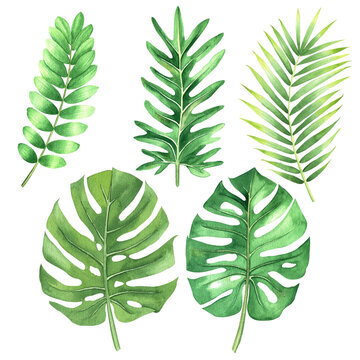 Watercolor set of 5 tropical leaves: palm leaf, monstera, philodendron. Isolated on white background
