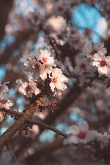 Almond Orchard Full Bloom