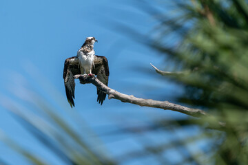 The Osprey (Pandion haliaetus)