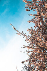 Almond Orchard Full Bloom