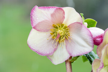 Close up of a pink and white hellebore flower in bloom