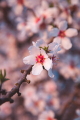 Almond Orchard Full Bloom