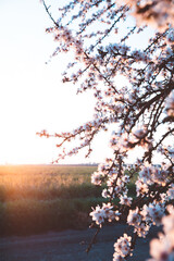 Almond Orchard Full Bloom