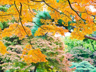 Autumn colors in Japanese garden Tokyo Japan 