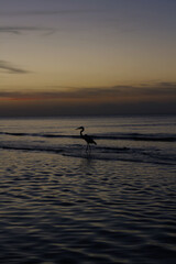 Fototapeta na wymiar Heron at the sunset