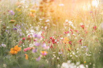 Blumenwiese