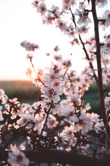 Almond Orchard Full Bloom