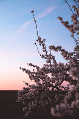 Almond Orchard Full Bloom