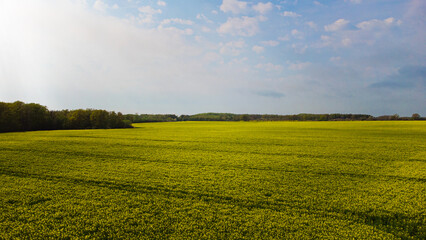 Fototapeta premium Aerial view of field of rapeseed and sky. Yellow blossom rapeseed flower field and agriculture landscape. Photo taken in Skåne, Sweden.