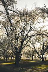 Almond Orchard Full Bloom