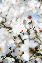 Almond Orchard Full Bloom
