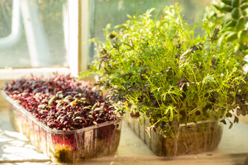 Boxes with microgreen sprouts of mizuna cabbage and amaranth on white windowsill.