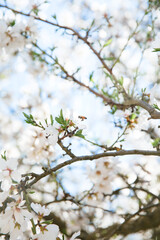 Almond Orchard Full Bloom