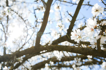 Almond Orchard Full Bloom