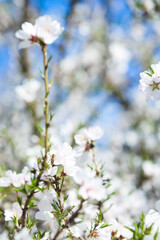 Almond Orchard Full Bloom
