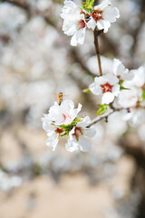 Almond Orchard Full Bloom