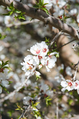 Obraz premium Almond Orchard Full Bloom