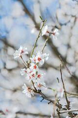 Almond Orchard Full Bloom