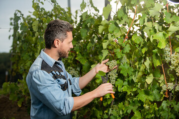 oenologist cutting grapevine with garden scissors, vineyard - obrazy, fototapety, plakaty