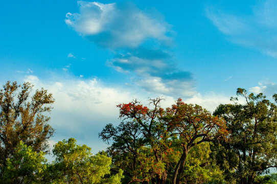 arboles y cielo