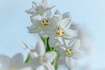 Fototapeta na wymiar An indoor inflorescence of Paperwhite Narcissus against the sky through window glass. 
