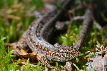 Spotted, brown lizard in the moss