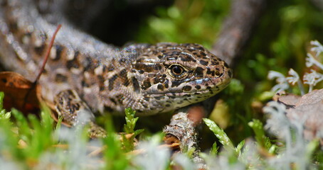 Spotted, brown lizard in the moss