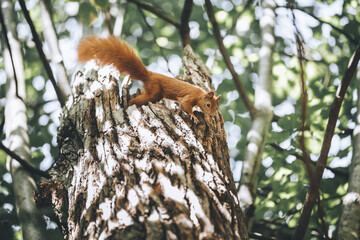 Eichhörnchen