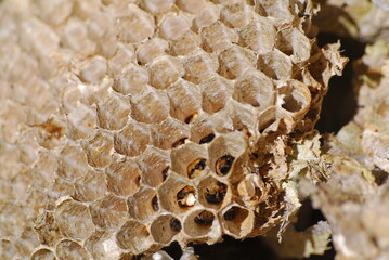 Old, broken wasp nest with honeycombs.