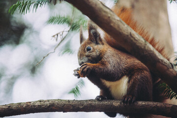 Eichhörnchen