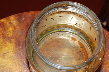 Lots of small, newborn fish in a glass jar