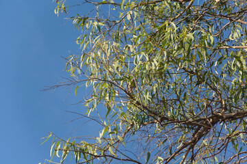 ramaje con cielo azul de fondo