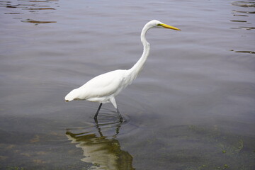 Great Egret (Ardea alba) Ardeidae family, on the riverbank in Maués, Amazonas, Brazil 