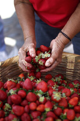 Hands of a person picking strawberries