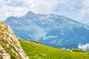 Naklejka premium View on group of Ibex in the mountains by Arlberg in Austria