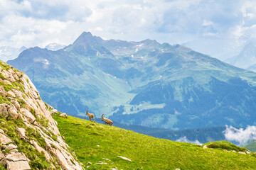 View on group of Ibex in the mountains by Arlberg in Austria